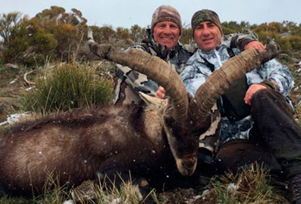gredos ibex hunting