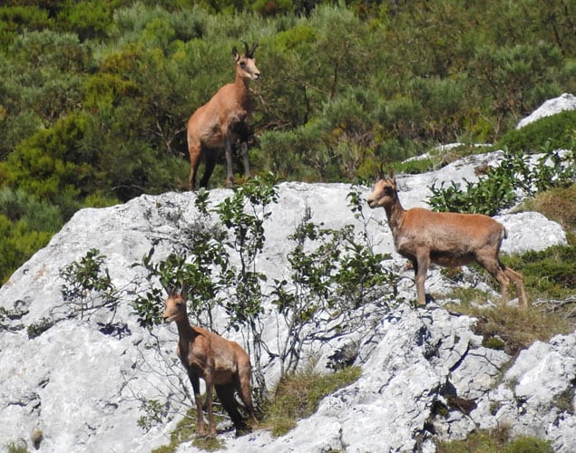 cantabrian chamois hunting