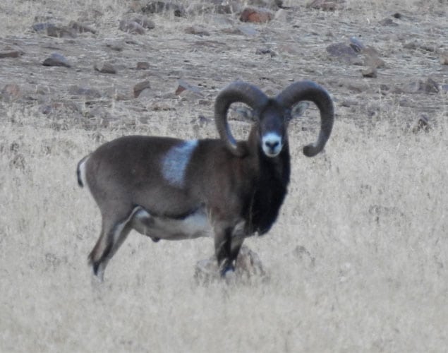 iberian mouflon sheep
