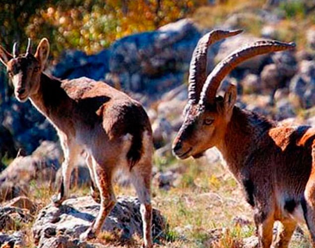 Sierra Nevada Ibex Hunting