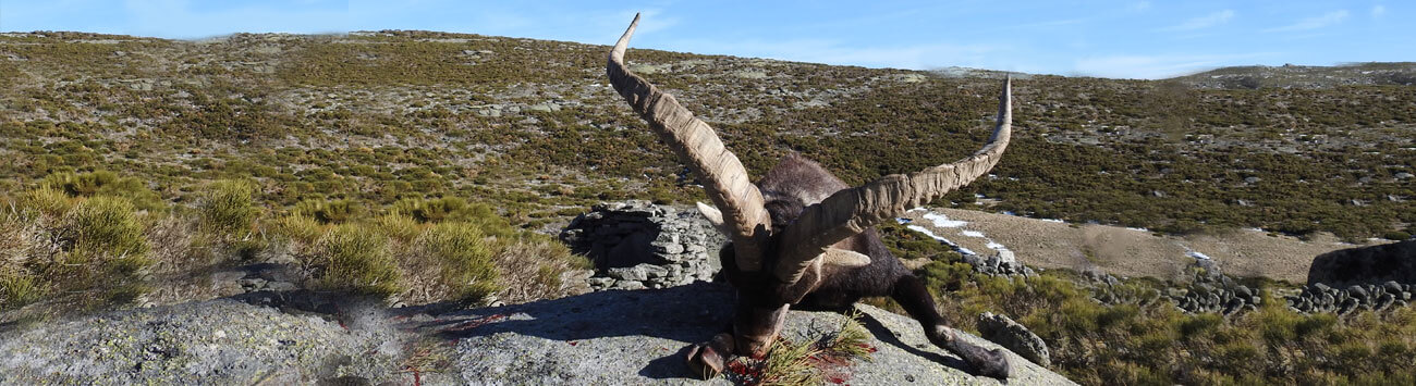 gredos ibex hunting