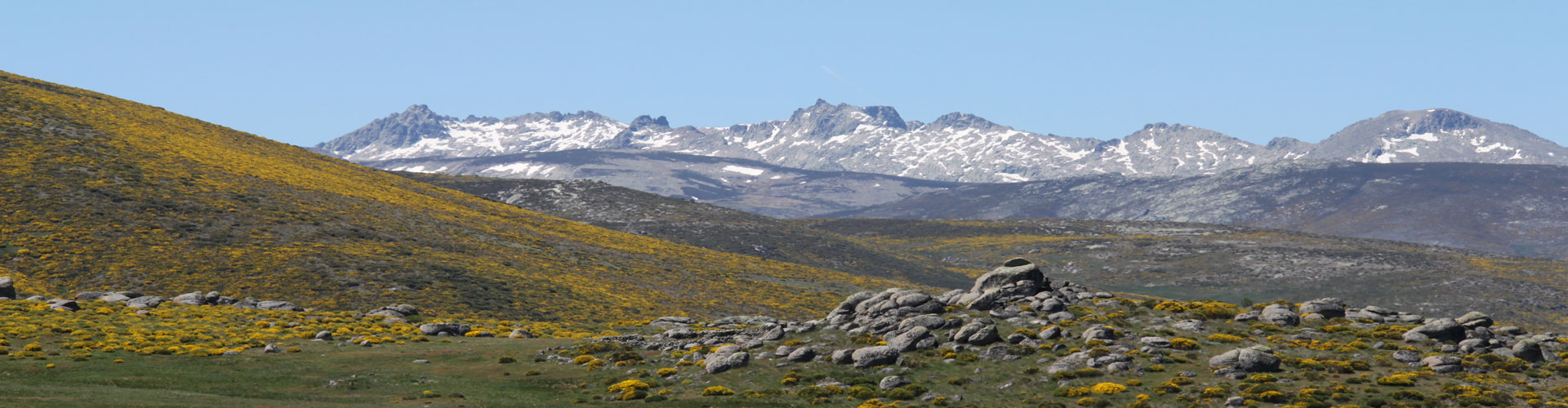 gredos ibex mountain