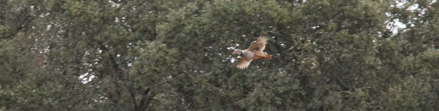 partridge