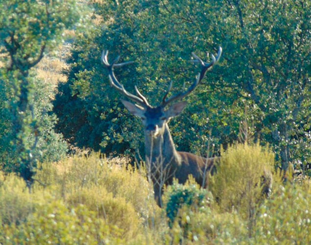 Red Stag Deer stalking